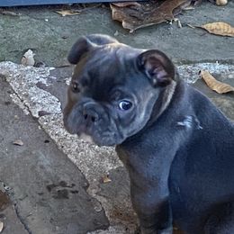 French Bulldog Puppies from B & M Southern Frenchies