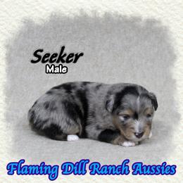Seeker - Blue merle male Toy Australian Shepherd puppy in Forestburg, Texas from Flaming Dill Ranch Aussies