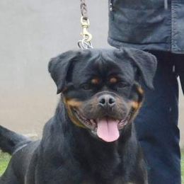Demi - Rottweiler