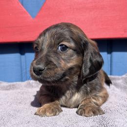 Brindle boy - Brindle male Dachshund puppy in Willow Springs, Missouri from Krazy Acre Farm