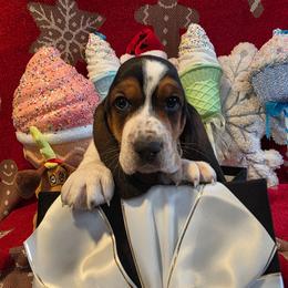 Samuel - Black brown and white male Basset Hound puppy in Big Rapids, Michigan from Basket Hound Bassets