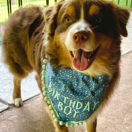 Australian Shepherds from Muckalee Lane Aussies