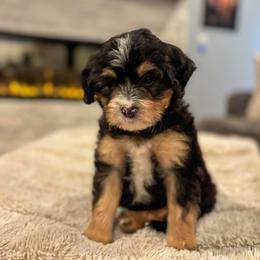 Henry - Tri-color male Bernedoodle puppy in Spring, Texas from Sterling Star Doodles
