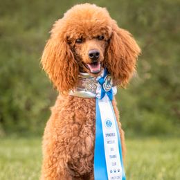 Luna - Poodle