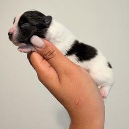 Snoopy - Black parti male Pomeranian puppy in Rockwall, Texas from MAK Poms