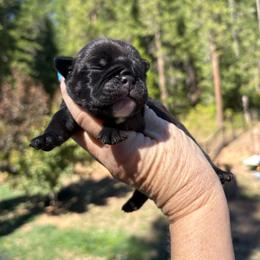 Barnaby - Black tri-color male Bulldog puppy in Wolf Creek, Oregon from Dejah Bleu Bulldogs