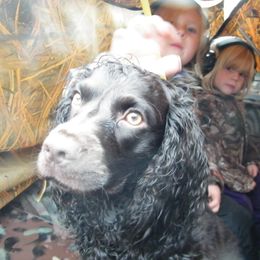Maggie - Boykin Spaniel