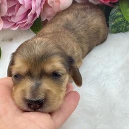 Lennox - Dapple male Dachshund puppy in Exeter, California from Sawtooth Miniature Dachshunds