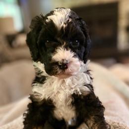 Green boy - Tri-color male Bernedoodle puppy in Lake, Michigan from 3 King Doodles & Poodles