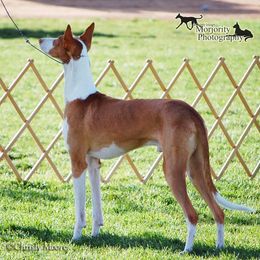 Ibizan Hound All Grown Up from SunRumba Sighthounds