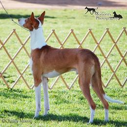Ibizan Hound All Grown Up from SunRumba Sighthounds