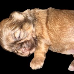Starla - Red female Shih Tzu puppy in Phillipsburg, New Jersey from Debilyn’s Shih Tzu’s