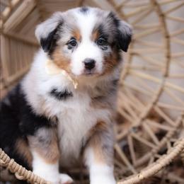 Bliss - Blue merle female Australian Shepherd puppy in Georgetown, Texas from River Reign Australian Shepherds