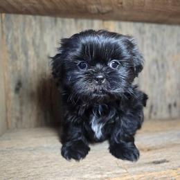 Chloe - Black female Shih Tzu puppy in Mountain Grove, Missouri from Precious Puppies