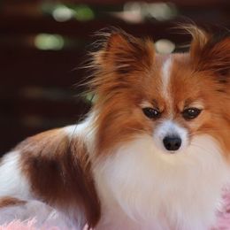 Papillon All Grown Up from DogBond