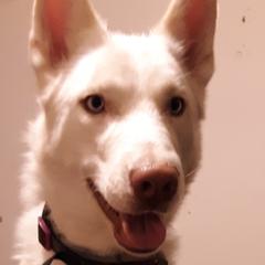 Siberian Huskies from Gemstone Huskys
