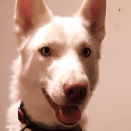 Siberian Huskies from Gemstone Huskys