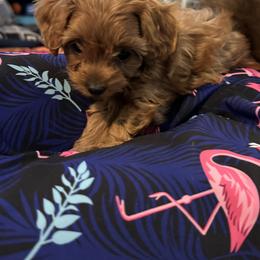 Cavapoo and Maltipoo Puppies from Julie Chandler