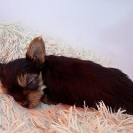 Lilly - Black and tan female Yorkshire Terrier puppy in Ballston Spa, New York from pupstatenewyorkies