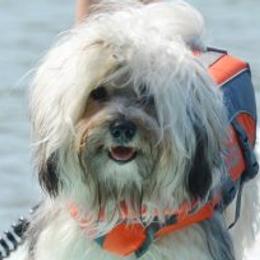 Havana Silk Dogs from Treasure Isle Silks
