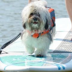 Havana Silk Dogs from Treasure Isle Silks