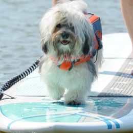 Havana Silk Dogs from Treasure Isle Silks