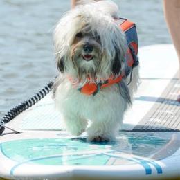 Havana Silk Dogs from Treasure Isle Silks