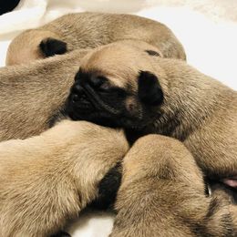 Pugs from Sweet Water