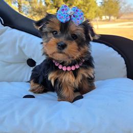 Stella - Blue and gold female Yorkshire Terrier puppy in Monticello, Iowa from Ashley’s Puppies
