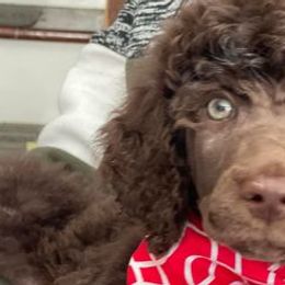 Poodles from Upstate Standards