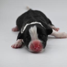 Bramble - Black and white male Cardigan Welsh Corgi puppy in Bland, Missouri from Shadey Lane Corgis