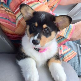 Pembroke Welsh Corgi Puppies from Spur 4 M Corgis
