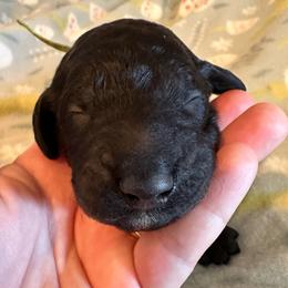 Butter - Black male Goldendoodle puppy in Greensboro, Georgia from B’s Doodles
