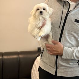 Lucy - White female Maltese puppy in Chicago, Illinois from Leona's Maltese