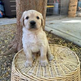 Golden Retriever Puppies from Wishaw Whisky Golden Retrievers