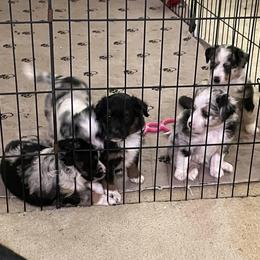 Miniature Australian Shepherds from DogVerse Kennel