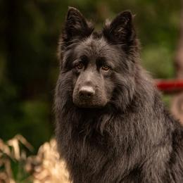Jack - German Shepherd