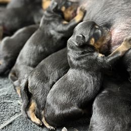 Puppy 1 - Black and mahogany male Rottweiler puppy in Arizona from TRK Rottweilers