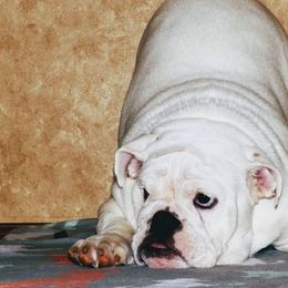 Bulldogs from Heritage Bulldogs