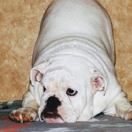 Bulldogs from Heritage Bulldogs