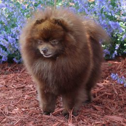 Diego - Pomeranian
