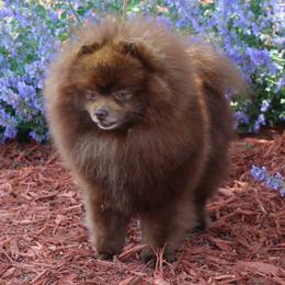 Diego - Pomeranian