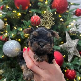 Yorkshire Terrier Puppies from Yorkie Puppies Redwood Ranch