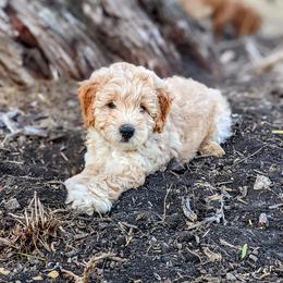 Double Doodle and Goldendoodle Puppies from Big Red Paw Doodles