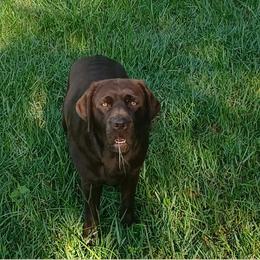 Jade - Labrador Retriever