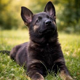 Yellow Collar - Sable female German Shepherd puppy in Casscoe, Arkansas from Crown H Shepherds