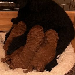 Poodles from LaWanda's Poodles