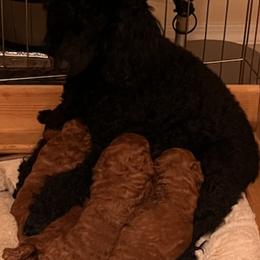 Poodles from LaWanda's Poodles