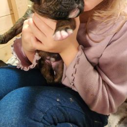 Boxer Puppies from Andrus Family Boxers