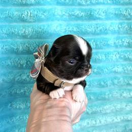 Buttons - Chocolate and white male Chihuahua puppy in Mesa, Arizona from Arizona Dream Chihuahuas